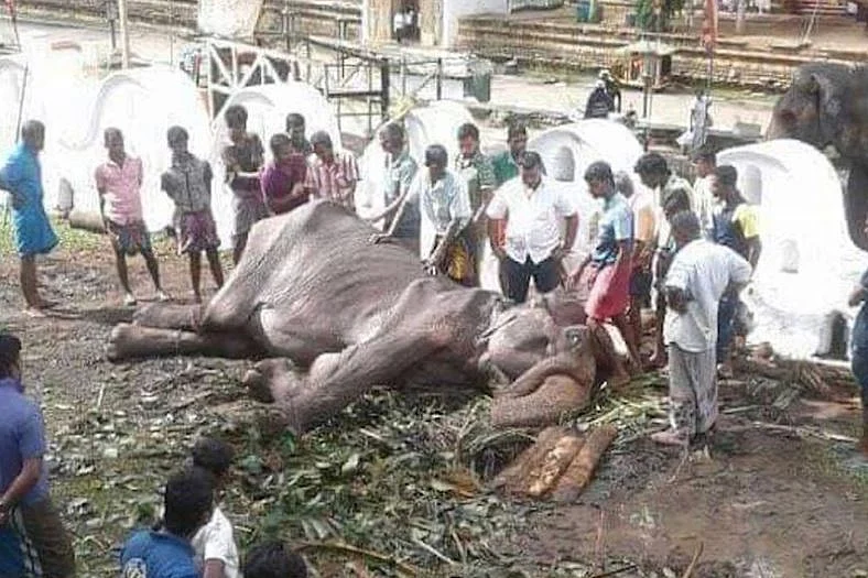 Tikkiri Elephant