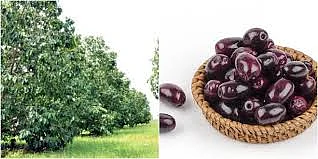 Indian Blackberry