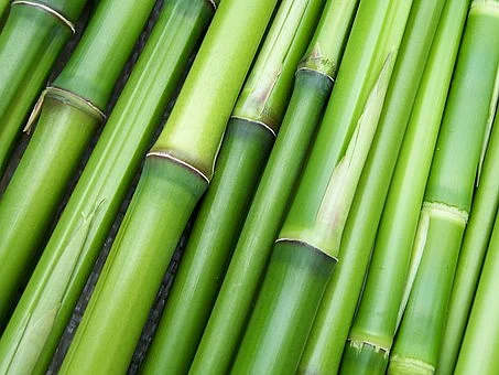 மூங்கில்