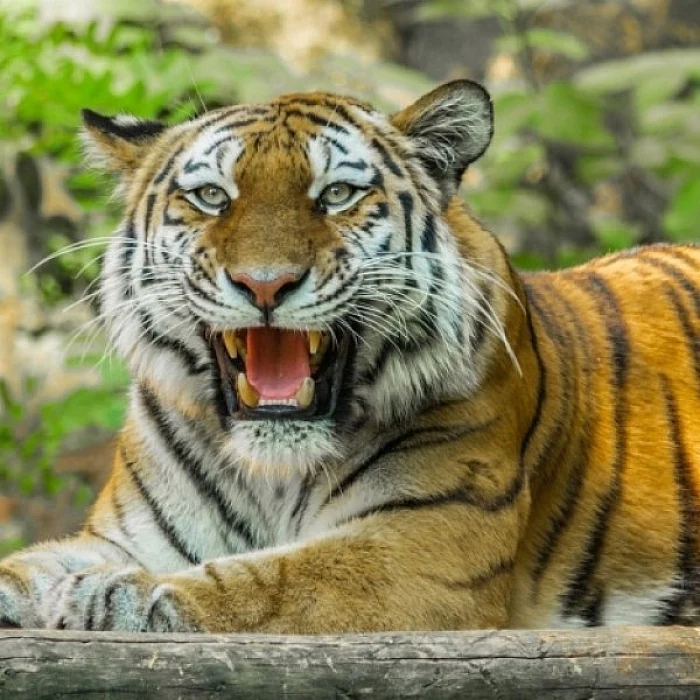 புலி