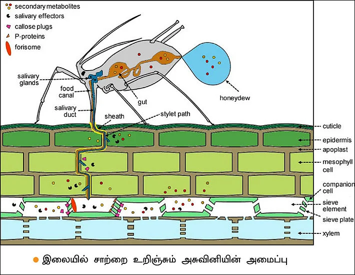 பூச்சி மேலாண்மை: 15 - பூச்சிகளை வாழவைக்கும் நுண்ணுயிர்கள்!