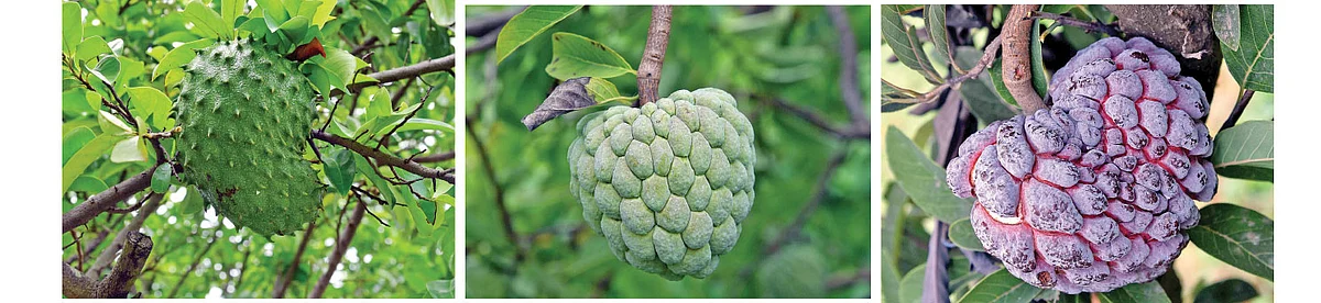 முள் சீத்தா, பாலா நகர் சீத்தா, சிவப்பு சீத்தா
