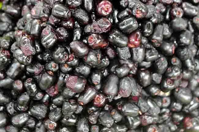 Indian Blackberry
