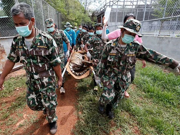 மன அழுத்தம், சாப்பிடவில்லை, ஒன்றன்பின் ஒன்றாக உயிரிழந்தன!- மீட்கப்பட்ட 86 புலிகளுக்கு நேர்ந்த சோகம்
