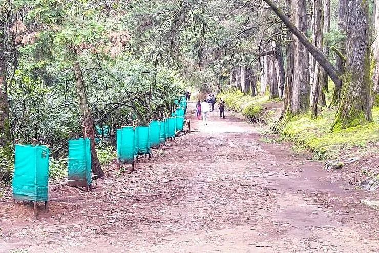 Shola trees