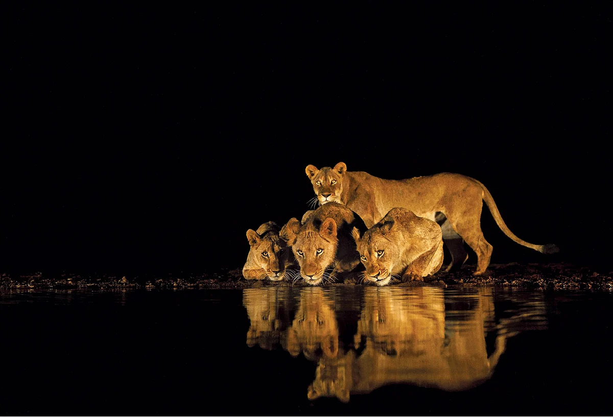 lion