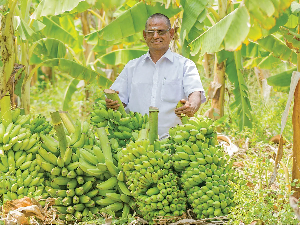 `ரசாயனம் இல்லாத வாழைப்பழம்' - நேரடி விற்பனையில் லாபம் ஈட்டும் விவசாயி!