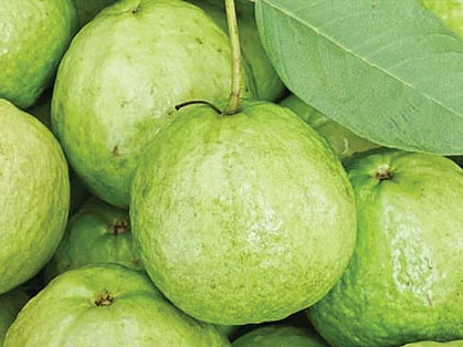 உப்பு நீரிலும் வளரும் கொய்யா... மகசூல் கூட்டும் இயற்கை நுட்பங்கள்!