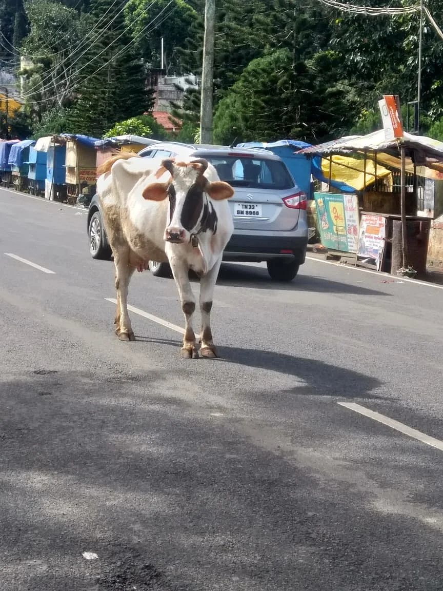 மாடு