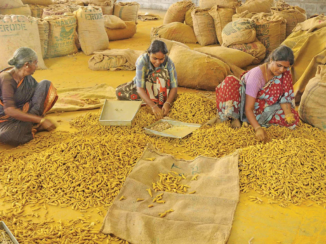 7 ஆண்டுகளாக உயராத மஞ்சள் விலை! - மாற்றுப் பயிர் நாடும் விவசாயிகள்!
