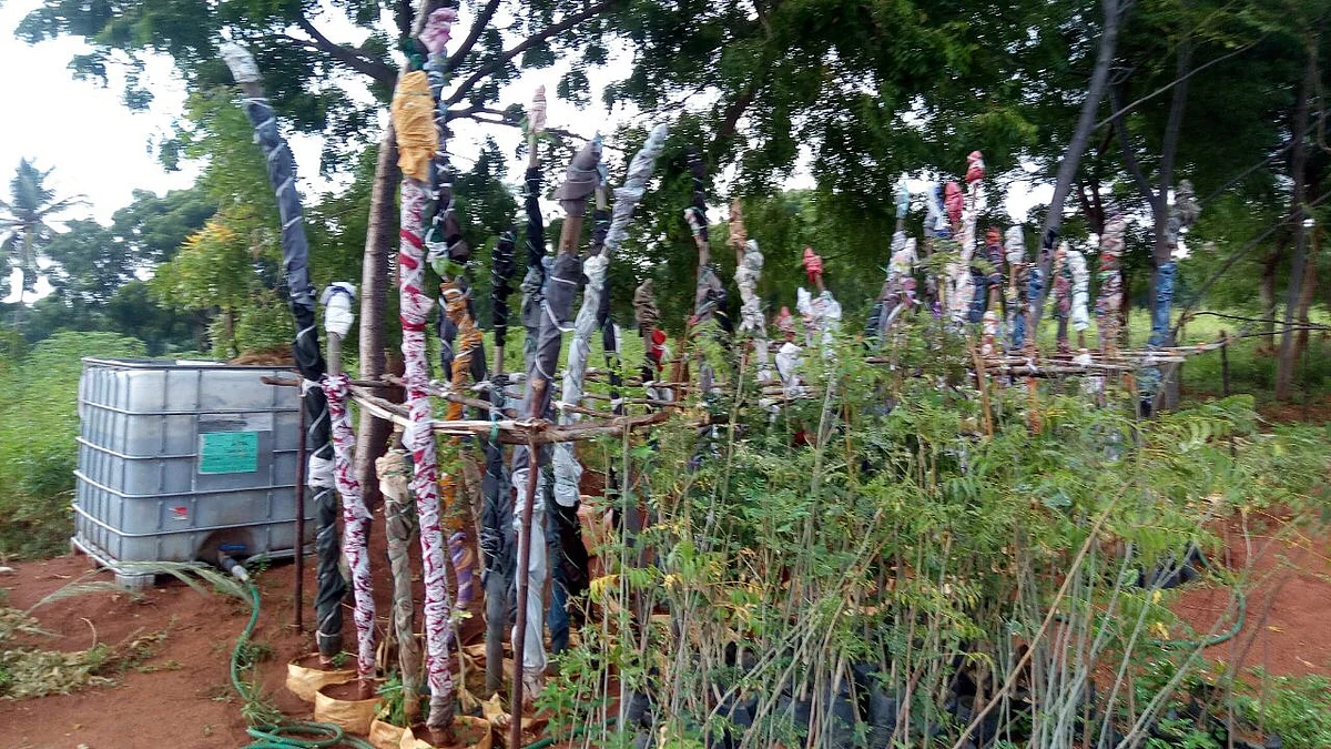 போத்து முறையில் மரக்கிளையில் இருந்து மரம்