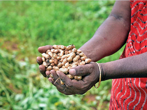 மானாவாரிக்கு `மழைத்தூவான்'... நிலக்கடலைக்கு உகந்த நீர் மேலாண்மை!