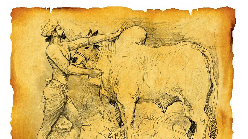 `Bos Indicus’ திமில் கொண்ட காளை