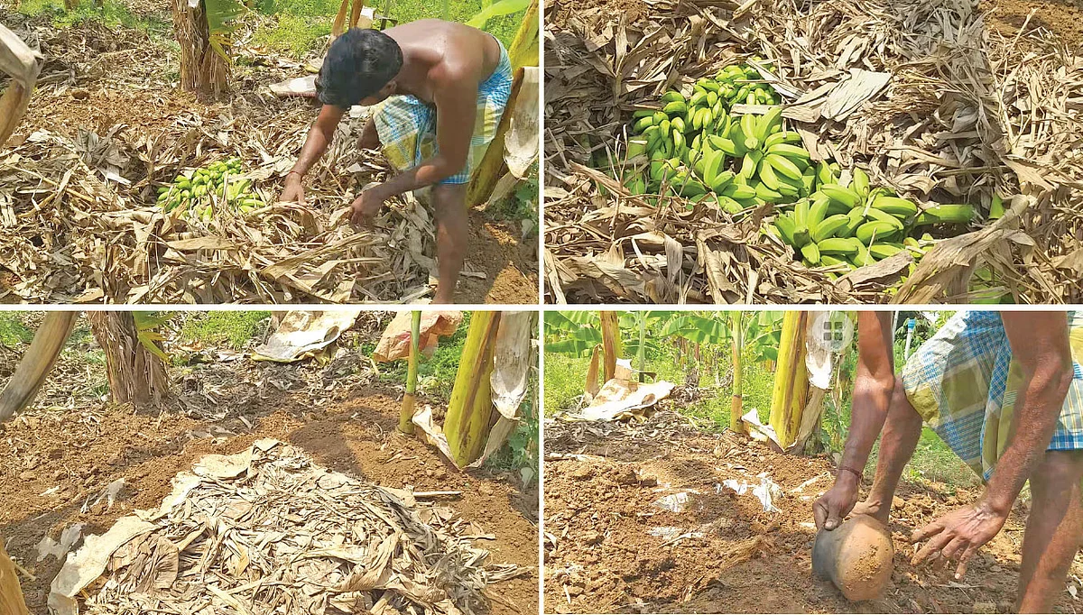 வாழையை இயற்கை முறையில் பழுக்க வைக்கும் கொடாப்பு முறை
