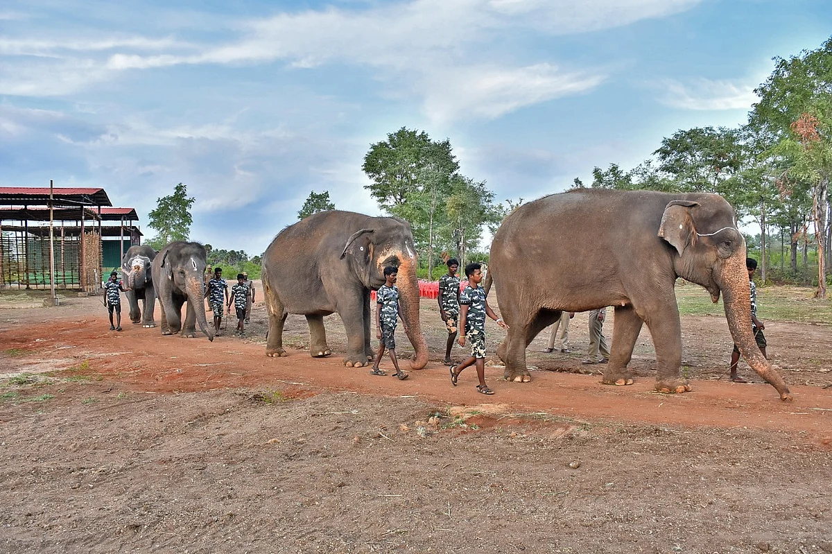 யானைகள் வாக்கிங்