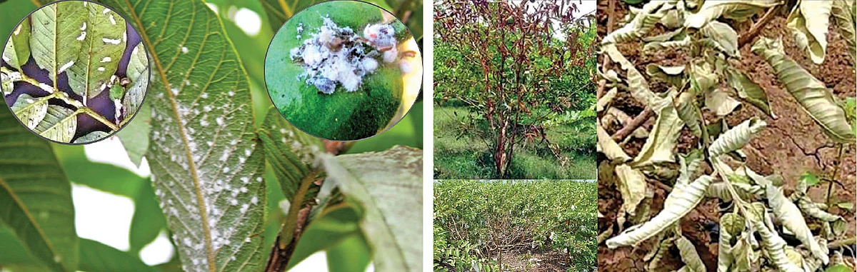 உப்பு நீரிலும் வளரும் கொய்யா... மகசூல் கூட்டும் இயற்கை நுட்பங்கள்!