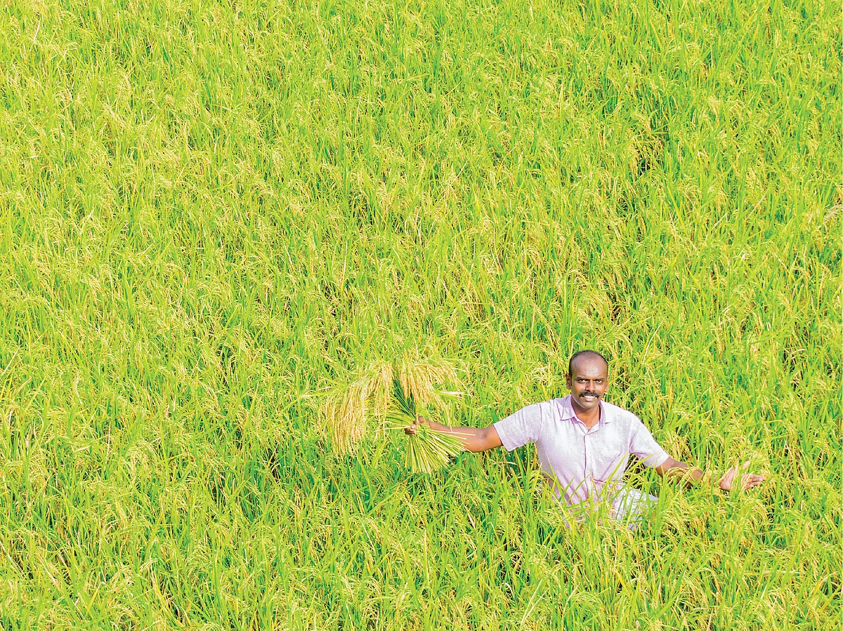 8 ஏக்கர் 3,75,000 ரூபாய்... நவீன நெல் ரகங்களையும் மதிப்புக்கூட்டலாம்!