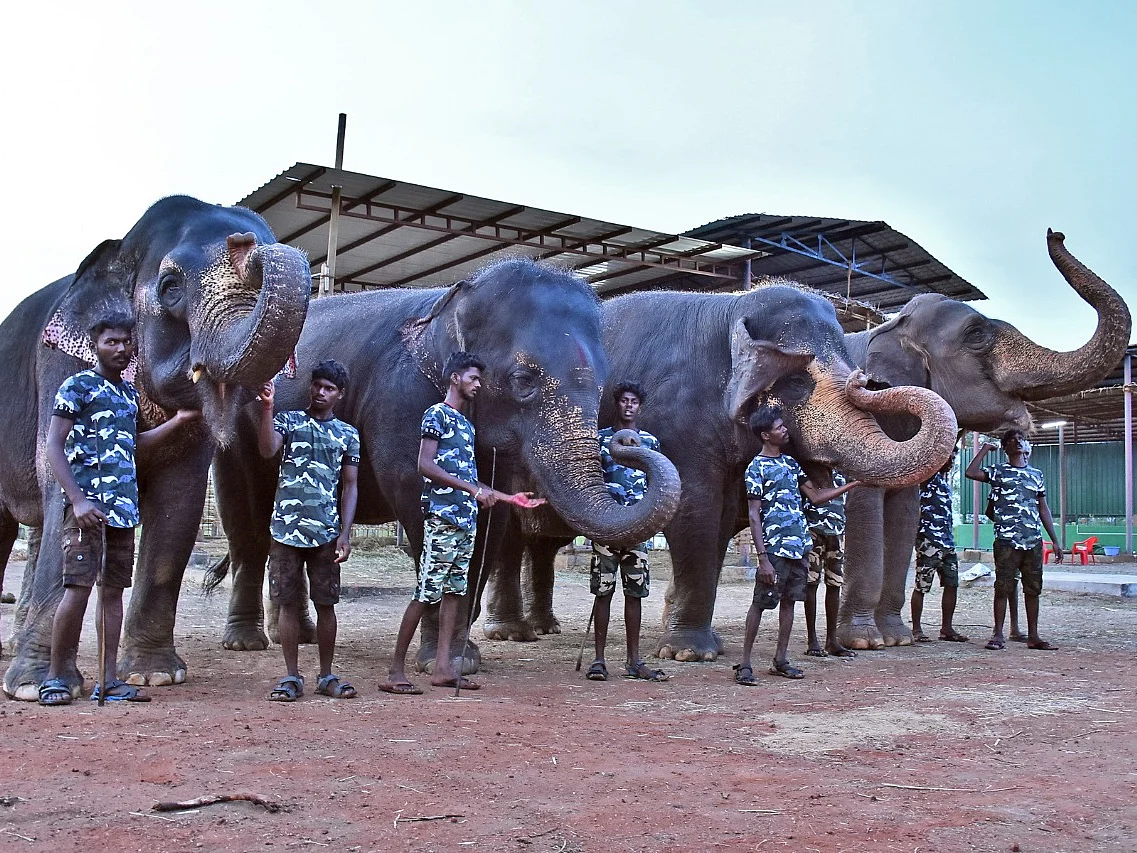 யானைகள் செம ஜாலியாக இருக்கு.. சர்ச்சைக்கு விளக்கம் கொடுத்த வனத்துறை அதிகாரிகள்!