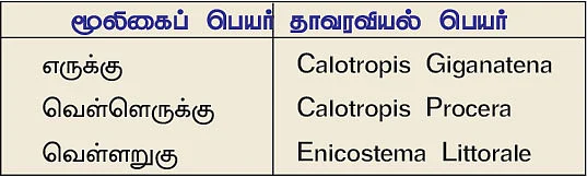 நல்மருந்து 2.0 - குதிகால் வலி நீக்கும் எருக்கு! தோல் நோயைக் குணமாக்கும் வெள்ளறுகு!