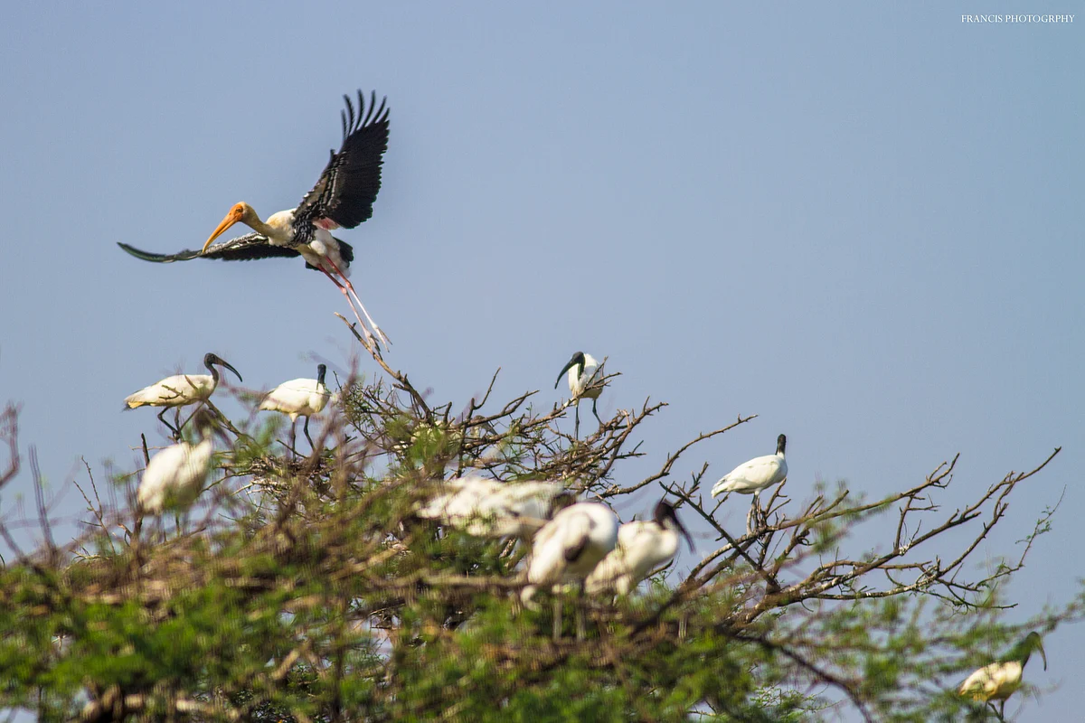 painted stork