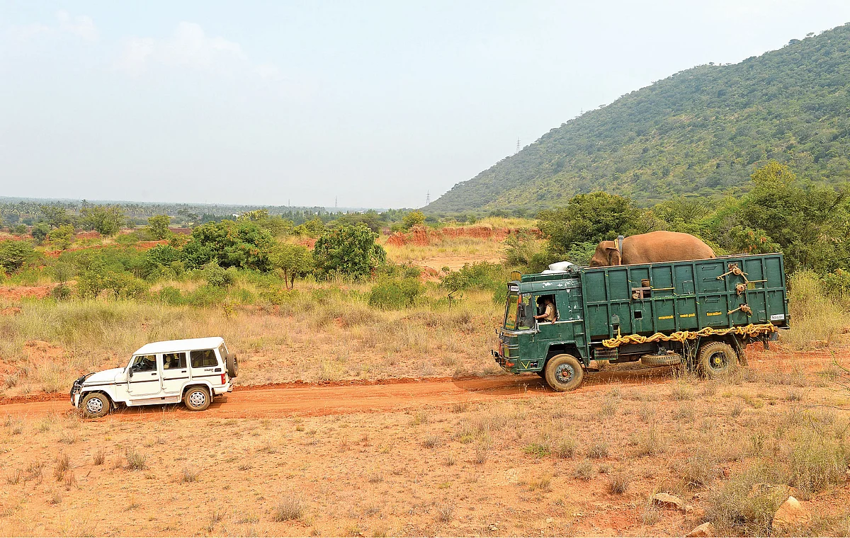 யானையும், லாரியும்