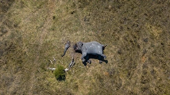 Disconnection Elephant