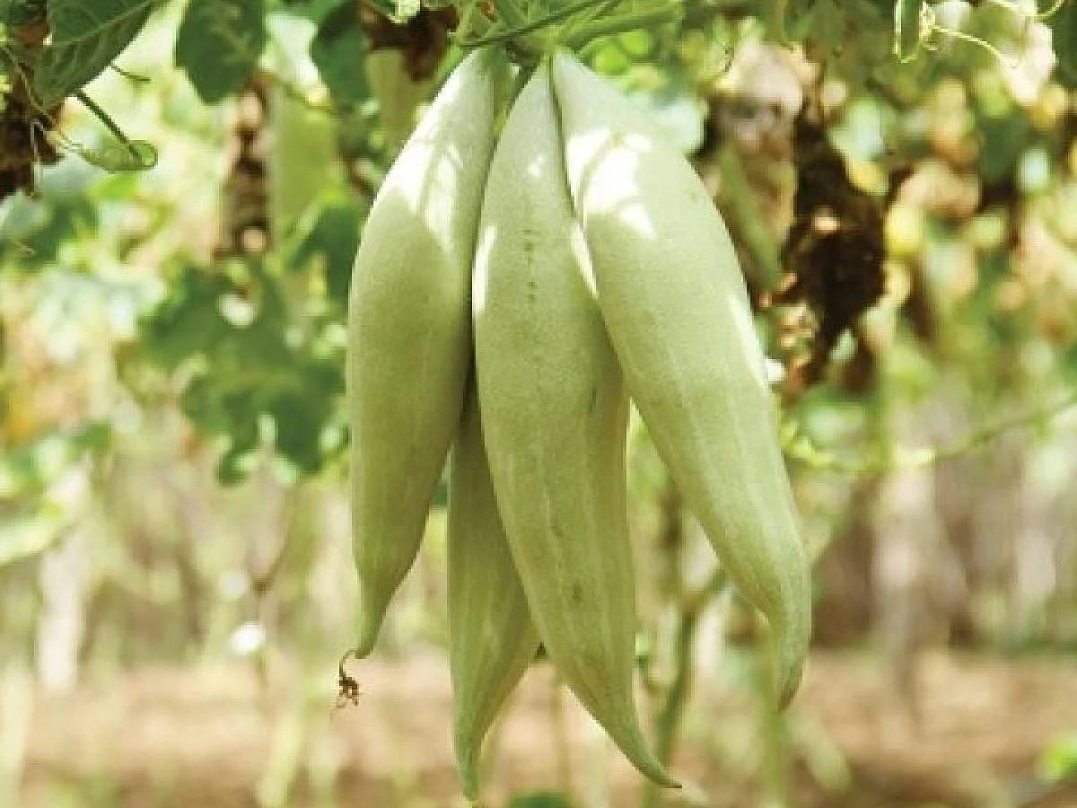 மழைக்காலத்தில் புடலங்காய், பீர்க்கங்காய், கீரைகள் சாப்பிட்டால் என்னாகும்? மருத்துவ விளக்கம்
