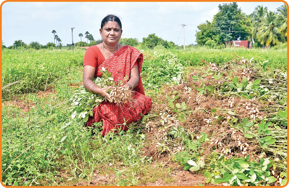 அறுவடை செய்த நிலக்கடலையுடன் பரமேஸ்வரி