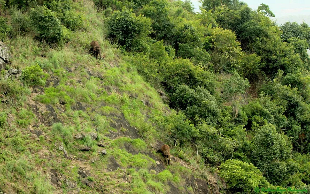 நீலகிரி மலை சரிவில் யானைகள்