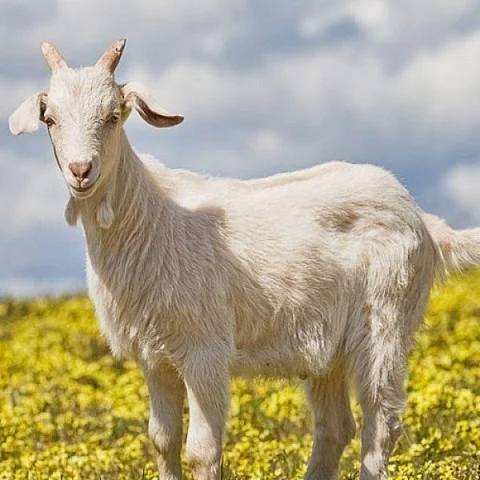 Goat - File Photo