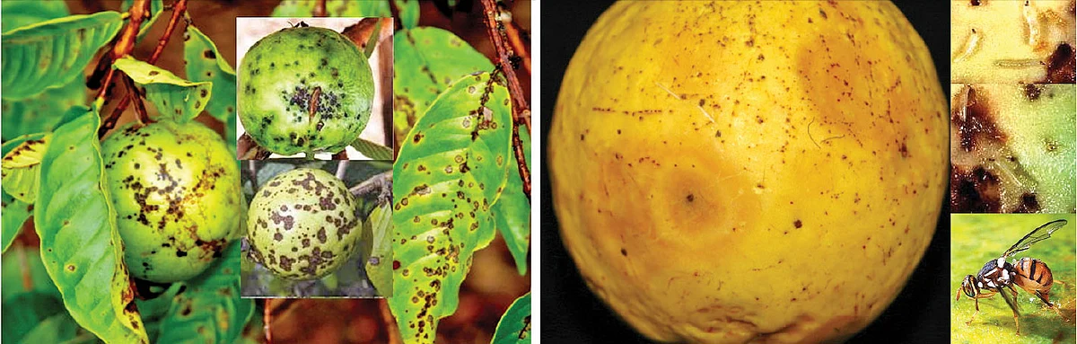 உப்பு நீரிலும் வளரும் கொய்யா... மகசூல் கூட்டும் இயற்கை நுட்பங்கள்!