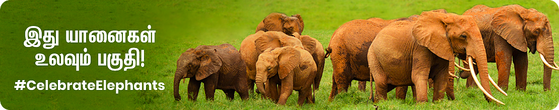 Celebrate Elephant Banner