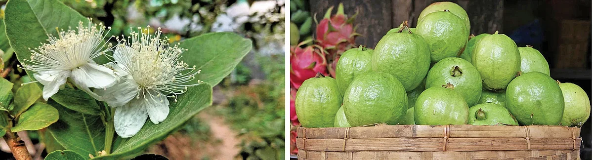 உப்பு நீரிலும் வளரும் கொய்யா... மகசூல் கூட்டும் இயற்கை நுட்பங்கள்!