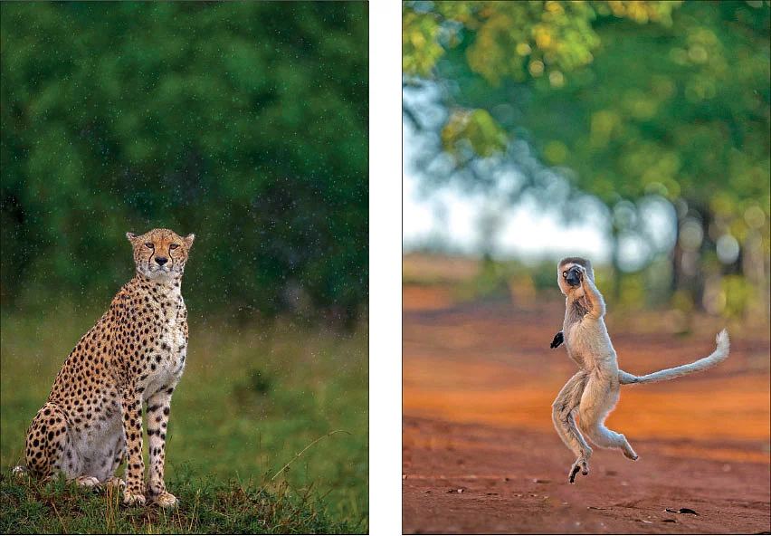 Leopard, Monkey