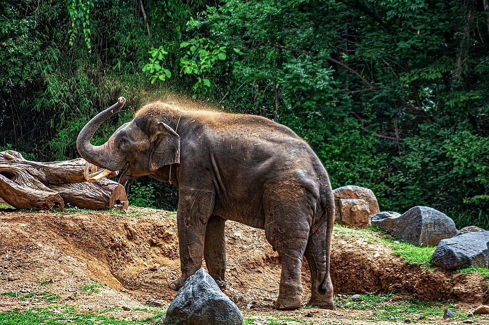 Asian Elephant