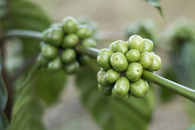 Coffee Nuts