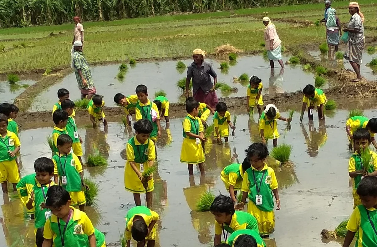 வயலில் நாற்று நடும் குழந்தைகள்
