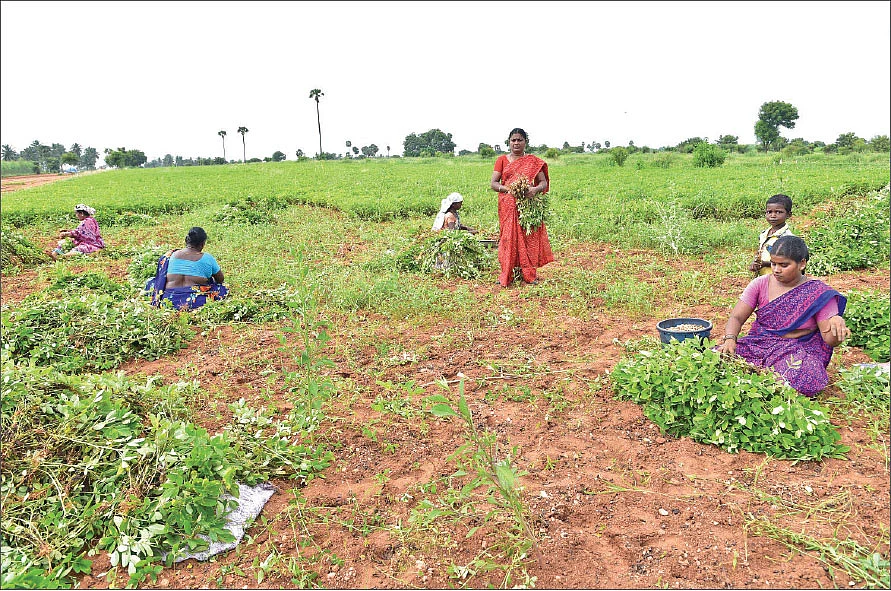 நிலக்கடலை அறுவடையில்