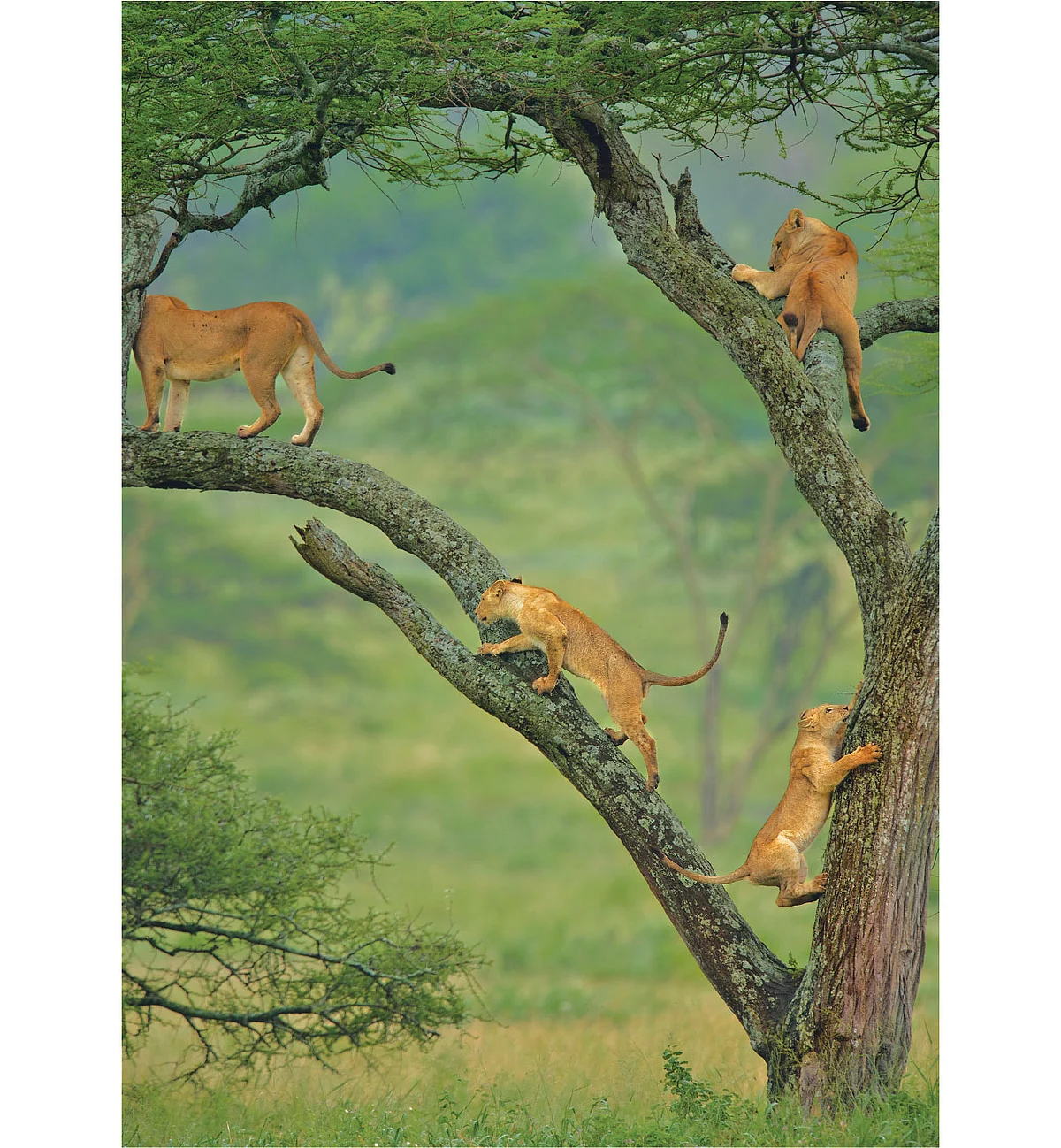 Lion