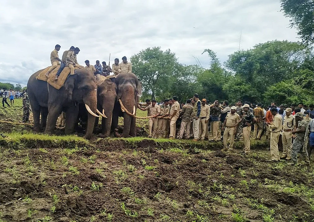 crowbar elephant