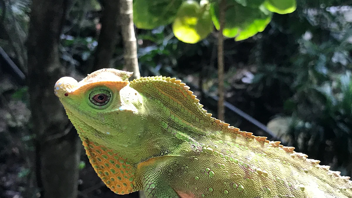 Reptiles