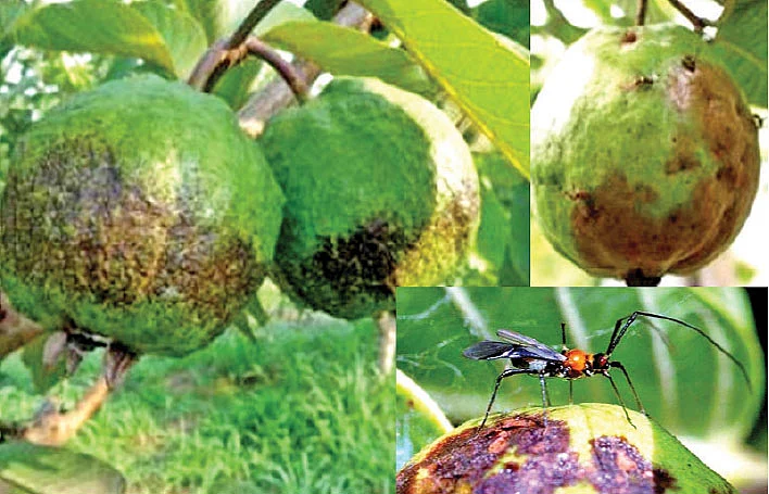 உப்பு நீரிலும் வளரும் கொய்யா... மகசூல் கூட்டும் இயற்கை நுட்பங்கள்!