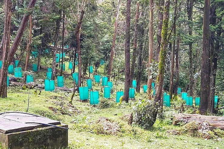 Shola trees