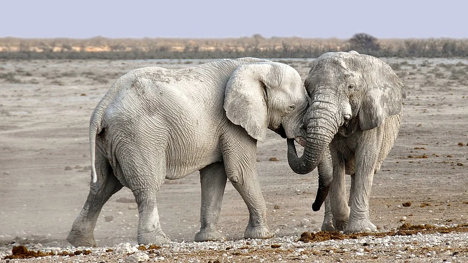 African Elephant