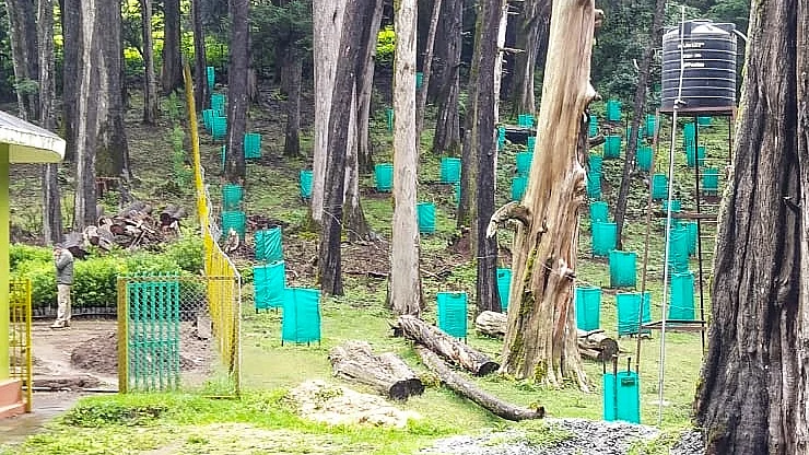Shola trees