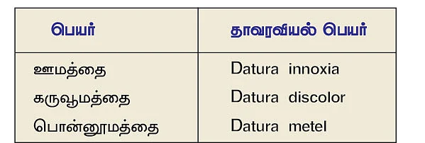 நல்மருந்து 2.0 - வெறிநாய்க்கடி, சர்க்கரை புண்ணைக் குணமாக்கும் ஊமத்தை!