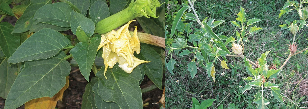 பொன் ஊமத்தை, முள் ஊமத்தை