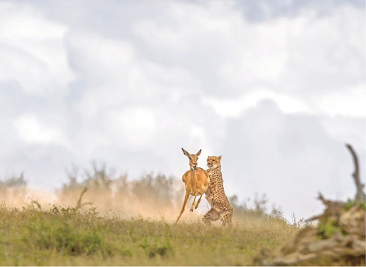 Deer, Leopard