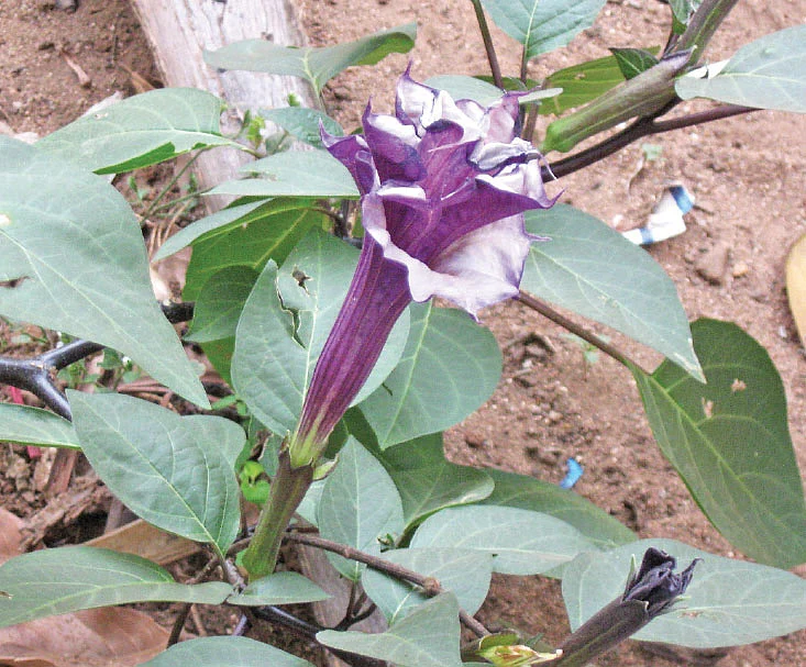 கருவூமத்தை