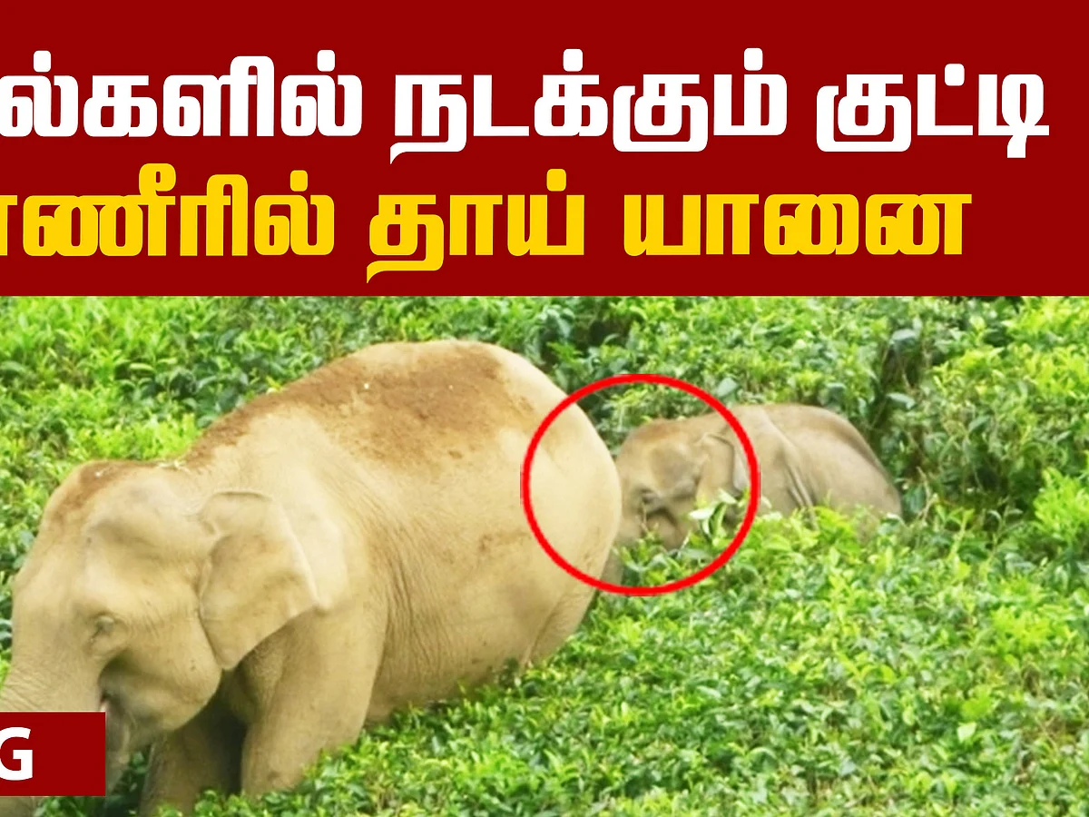 An Injured Baby Elephant struggles! | Viral Video